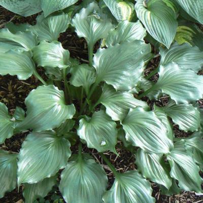 Hosta 'Candy Dish'